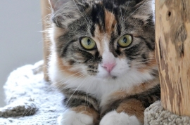 Domestic Medium Hair