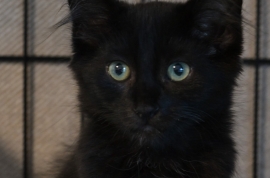 Domestic Medium Hair