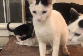 Japanese Bobtail Japanese Bobtail