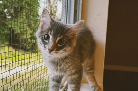 Domestic Medium Hair