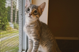 Domestic Medium Hair