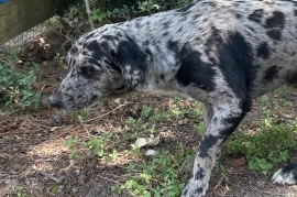 Catahoula Leopard Dog