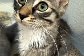 Domestic Medium Hair Domestic Medium Hair