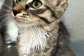 Domestic Medium Hair