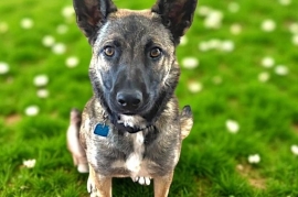 Belgian Shepherd / Malinois