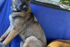 Belgian Shepherd / Malinois Belgian Shepherd / Malinois