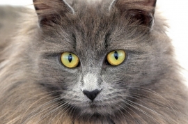 Domestic Medium Hair