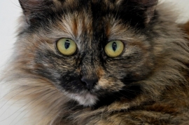 Domestic Medium Hair