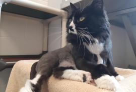 Domestic Medium Hair Domestic Medium Hair