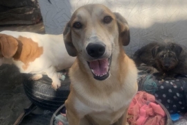 Labrador Retriever