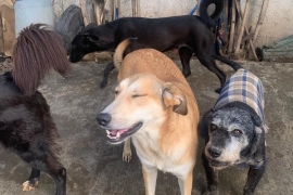 Labrador Retriever