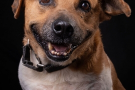 Black Mouth Cur