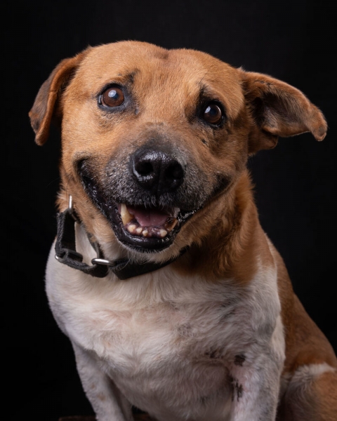 Black Mouth Cur