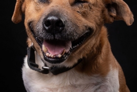 Black Mouth Cur