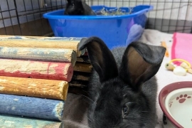 Bunny Rabbit Bunny Rabbit