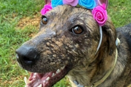 Airedale Terrier