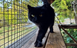 Domestic Medium Hair