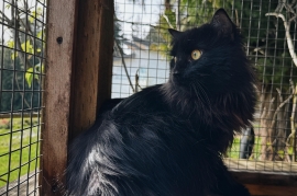 Domestic Medium Hair