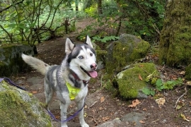 Husky