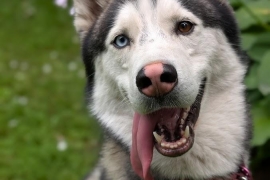 Husky