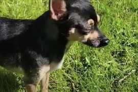 Chihuahua