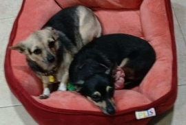 Chihuahua