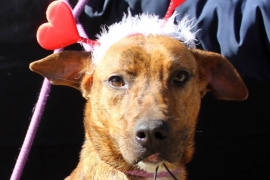 Terrier