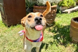 Labrador Retriever