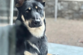 German Shepherd Dog