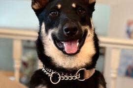 German Shepherd Dog
