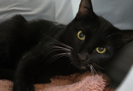 Domestic Short Hair Domestic Short Hair