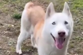 Husky