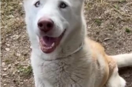 Husky