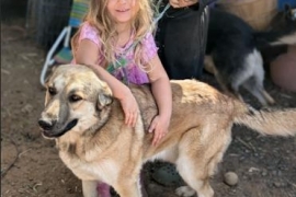 Anatolian Shepherd