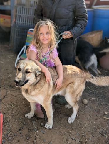 Anatolian Shepherd