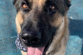 German Shepherd Dog