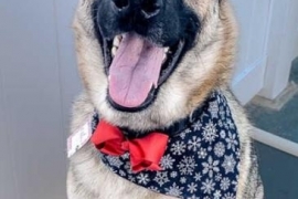German Shepherd Dog