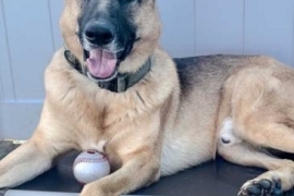 German Shepherd Dog
