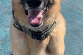 German Shepherd Dog