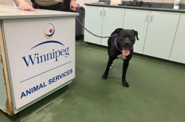 Cane Corso