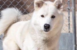 Great Pyrenees