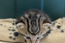 Domestic Short Hair Domestic Short Hair