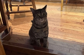 Domestic Short Hair Domestic Short Hair