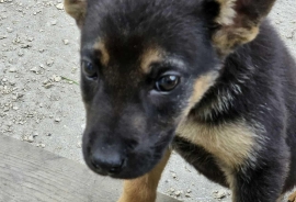 German Shepherd Dog