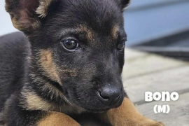German Shepherd Dog
