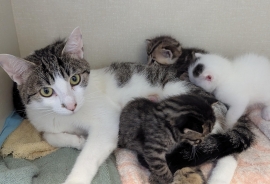 Domestic Short Hair Domestic Short Hair