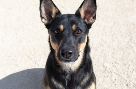 German Shepherd Dog