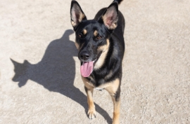 German Shepherd Dog