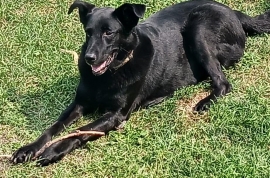 Black Labrador Retriever