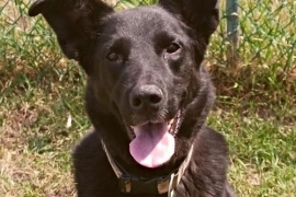 Black Labrador Retriever